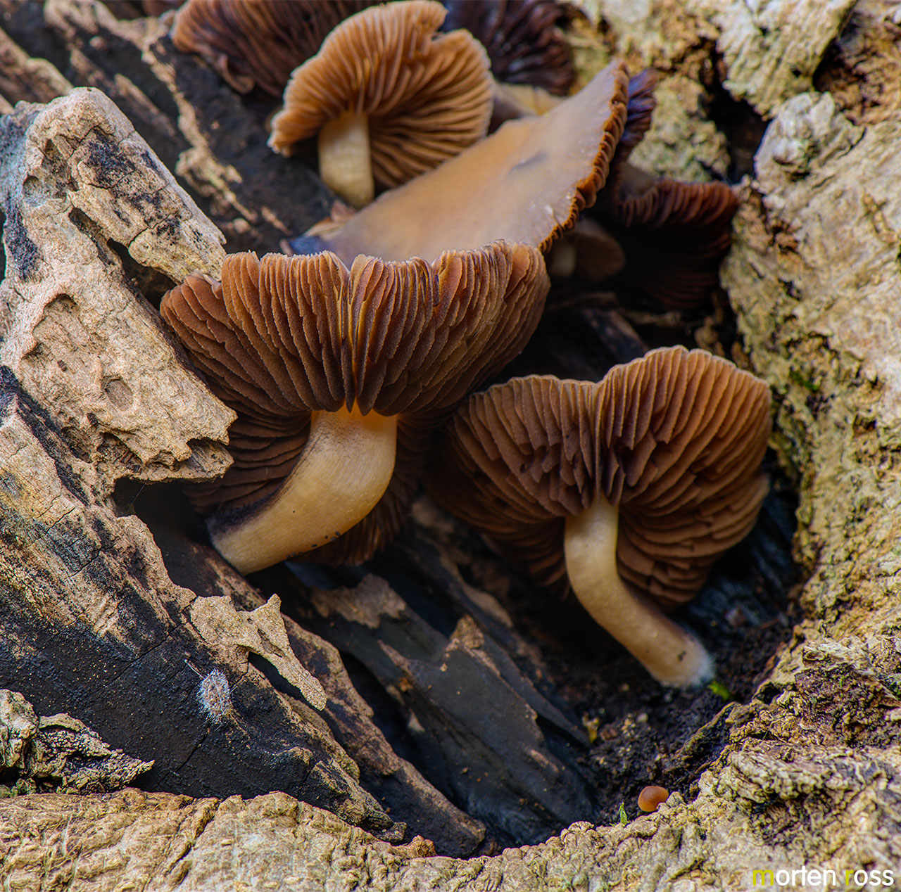 Stor knippesprøsopp (Psathyrella spadicea)