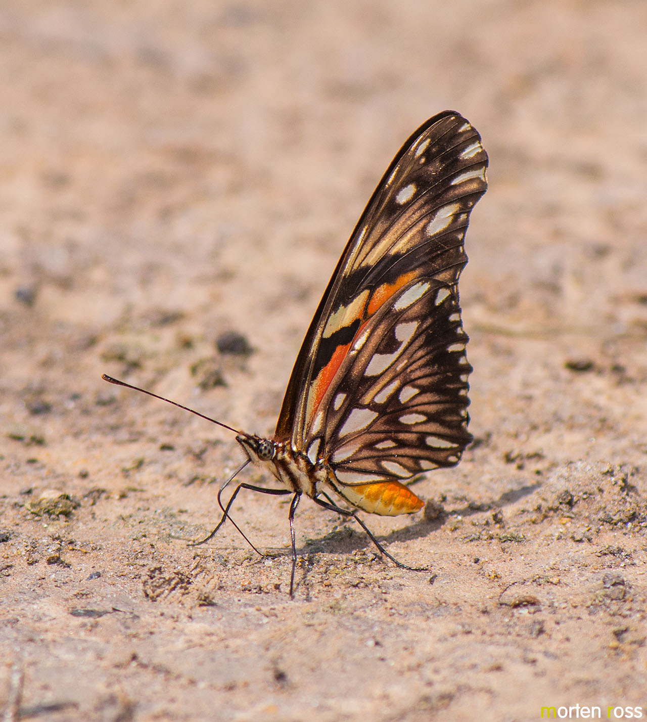 Juno Longwing (Dione juno)