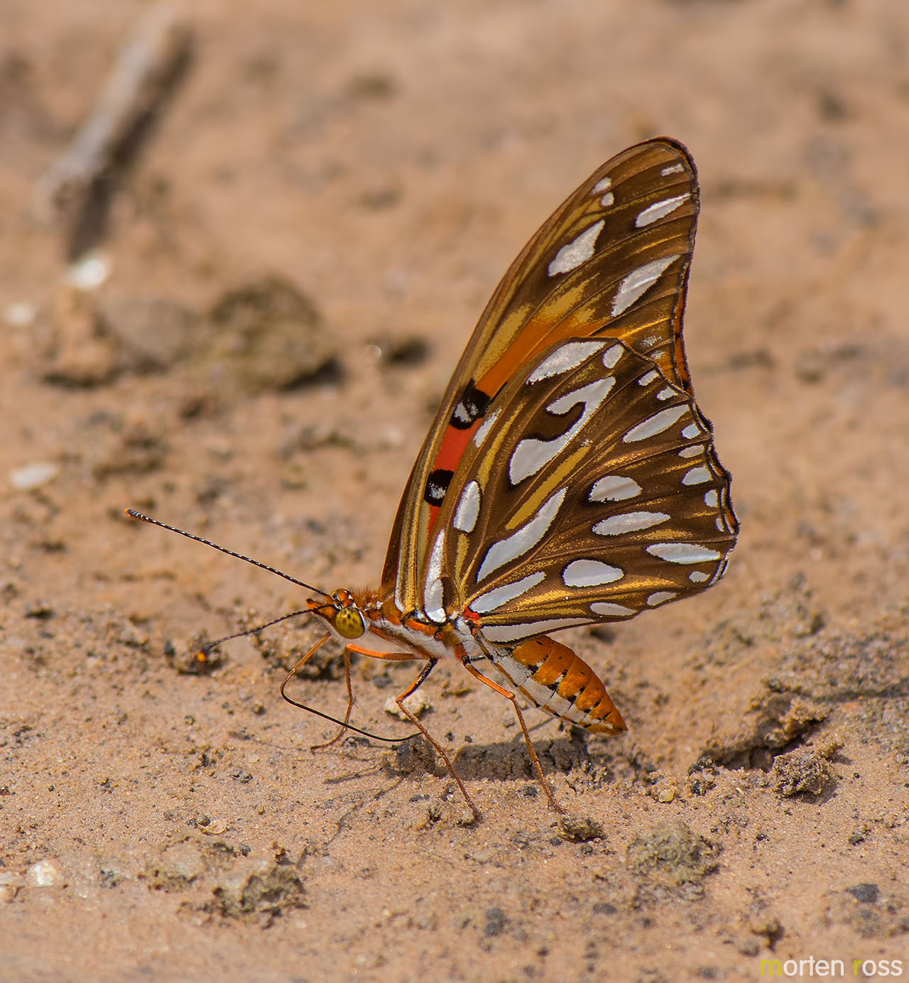 Gulf fritillary (Dione vanillae)