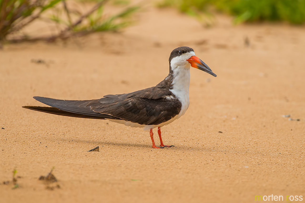 Black Skimmer (Rynchops niger)