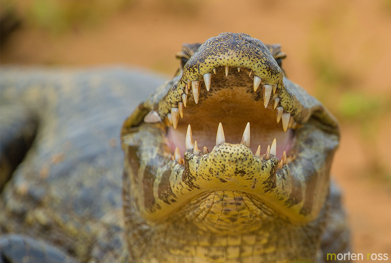 Yacare caiman (Caiman yacare)