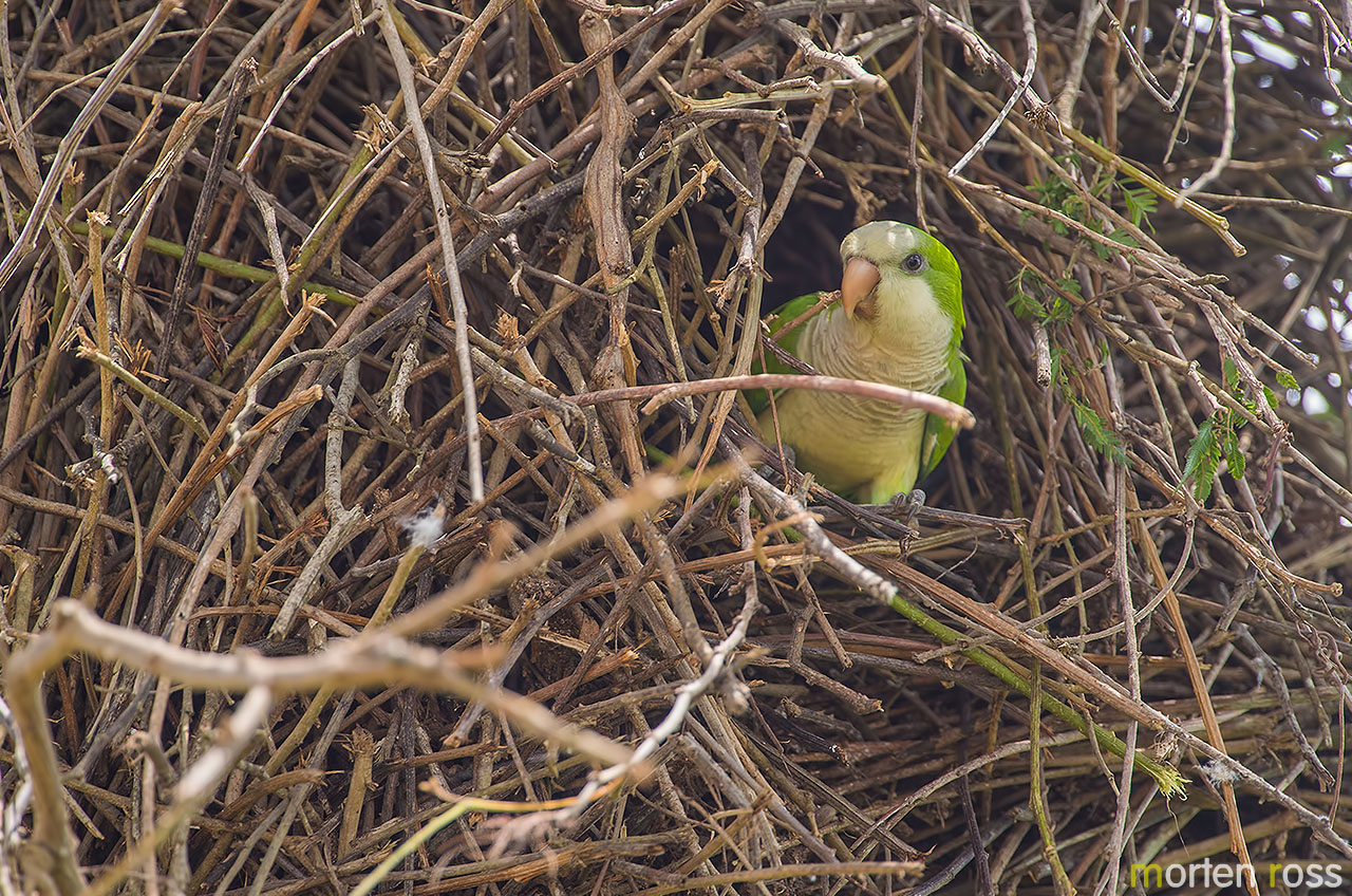 Monk Parakeet (Myiopsitta monachus)