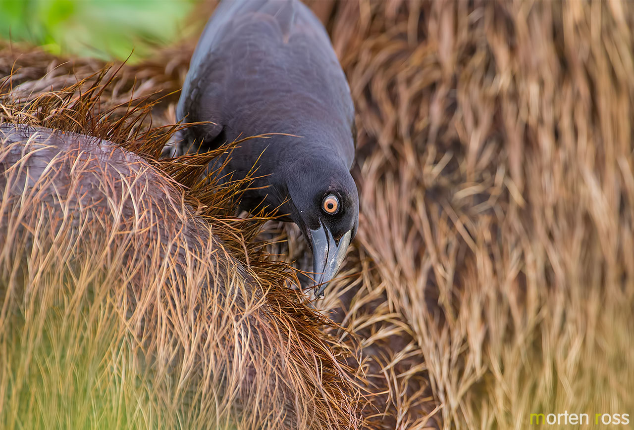 Giant Cowbird (Molothrus oryzivorus)