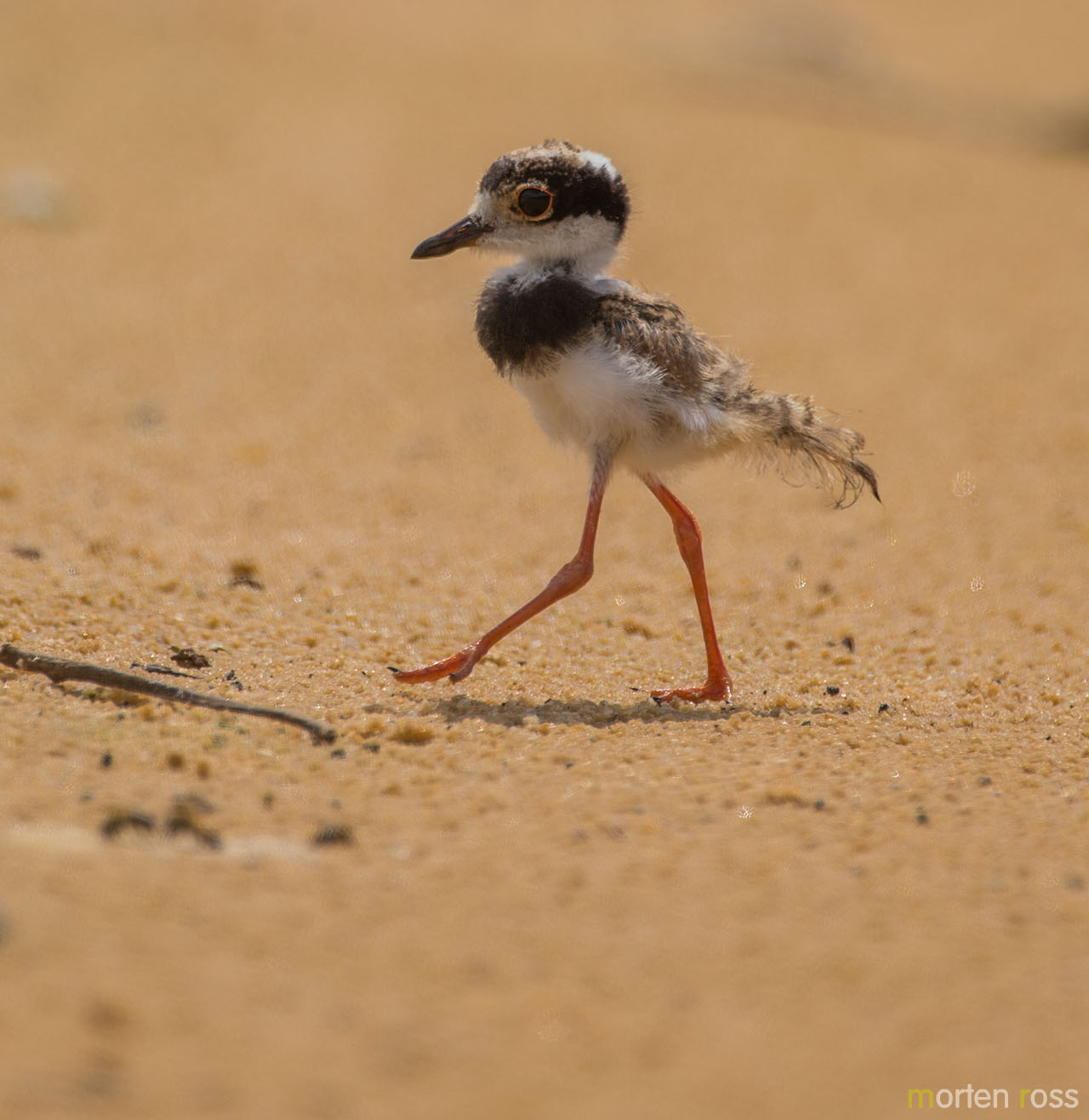 Pied Plover (Vanellus cayanus)