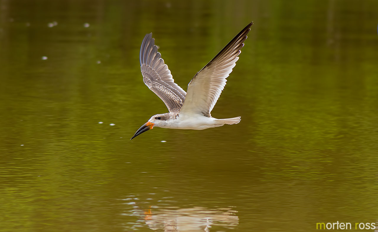Black Skimmer (Rynchops niger)