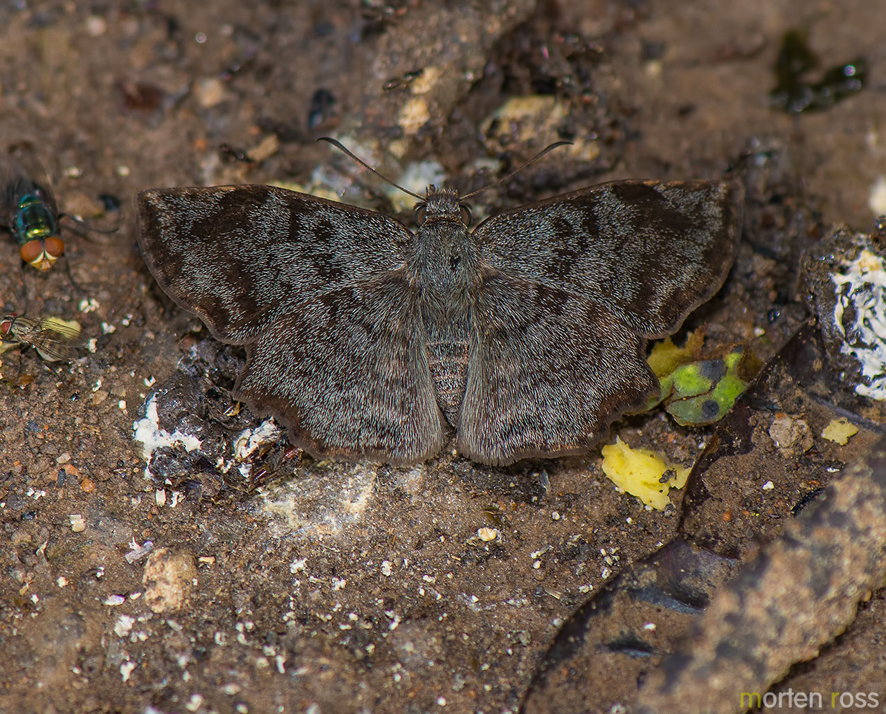 Common Spurwing (Antigonus erosus)