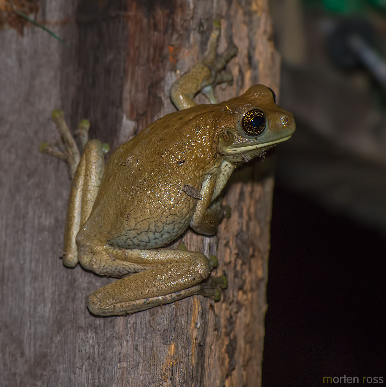 Veined treefrog (Trachycephalus venulosus)