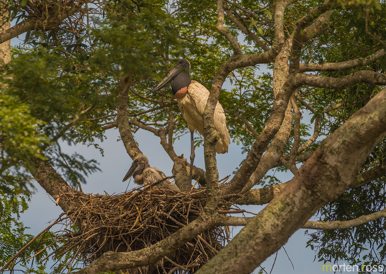 Jabiru Stork (Jabiru mycteria)