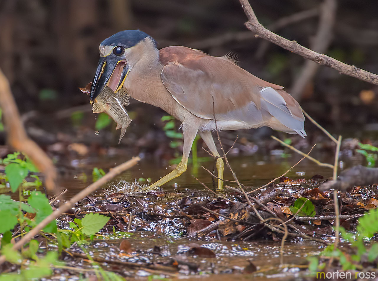 Boat-billed Heron (Cochlearius cochlearius)