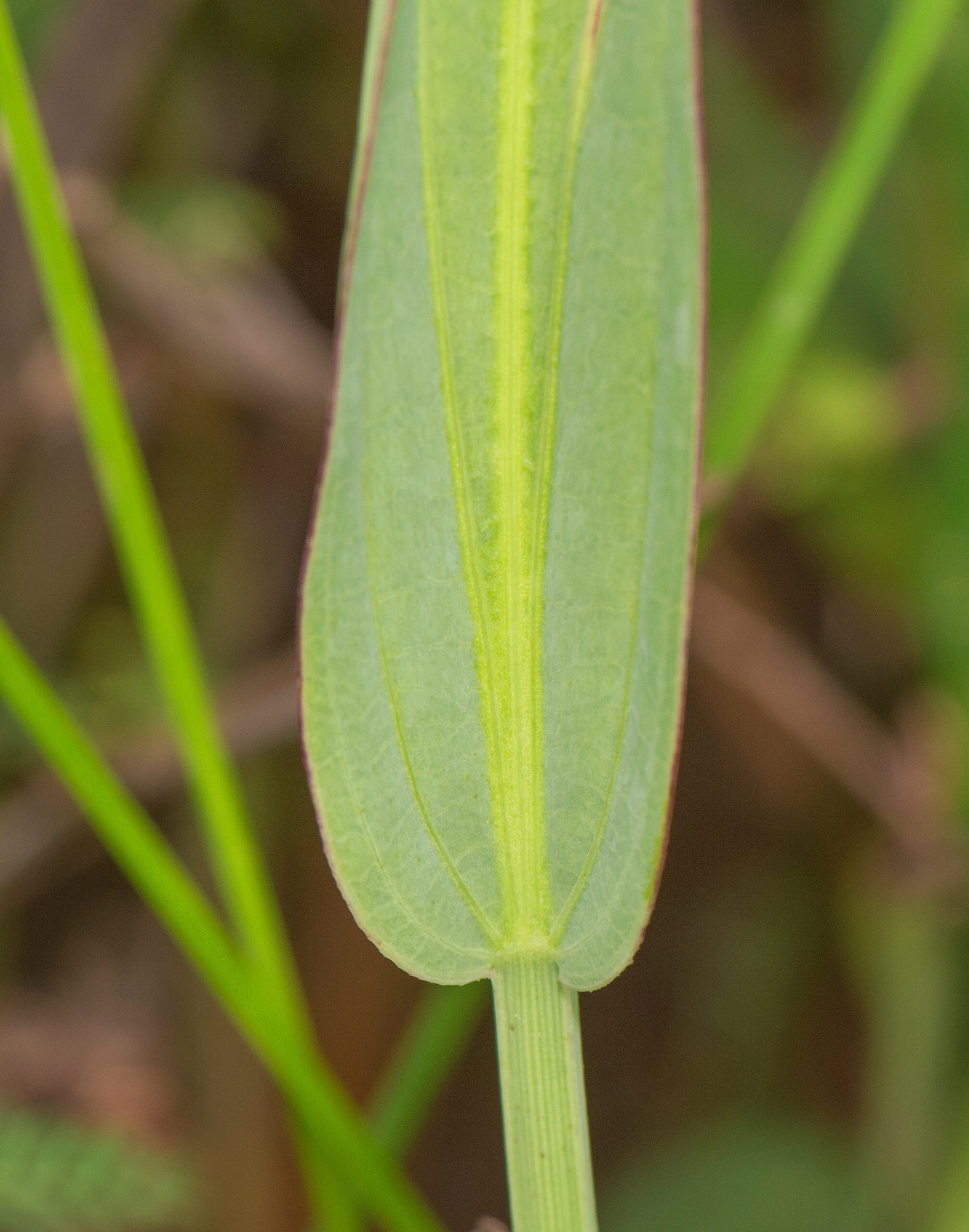 Echinodorus sp