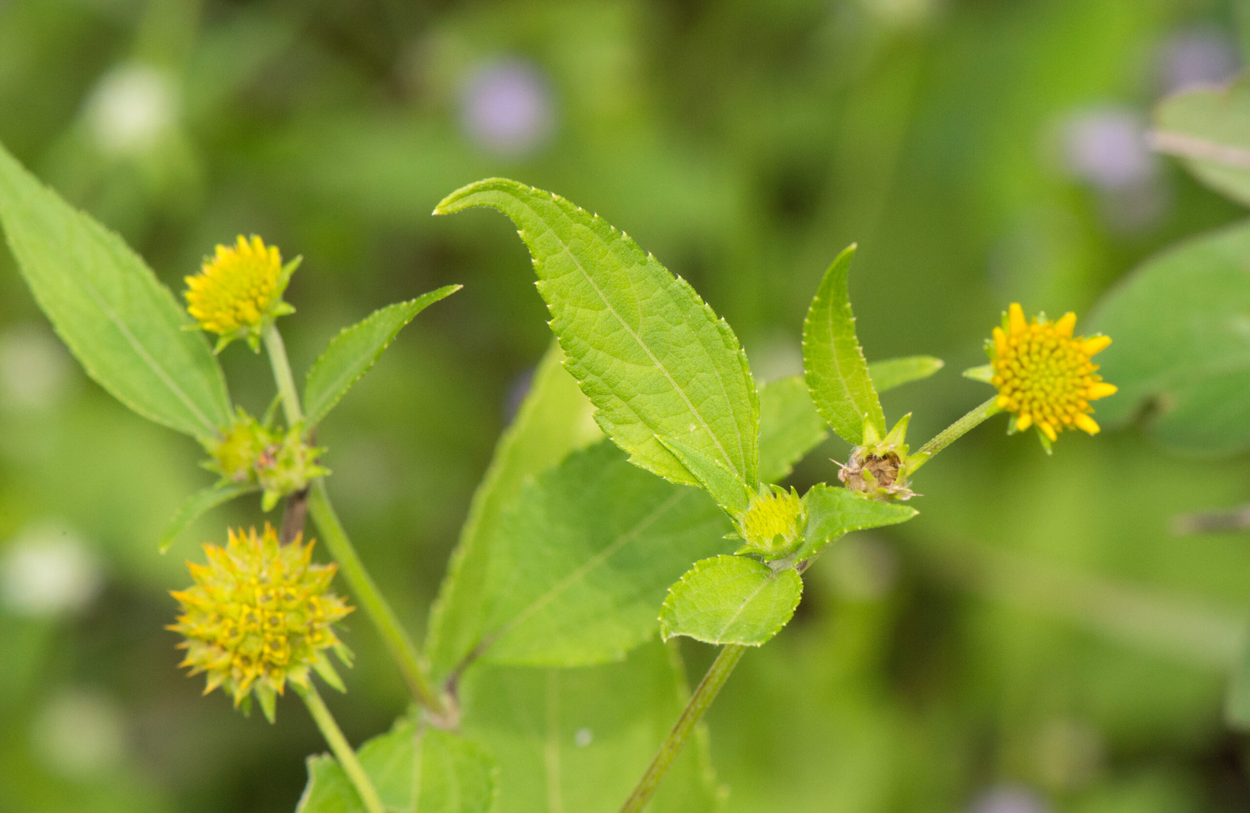 Aspilia sp