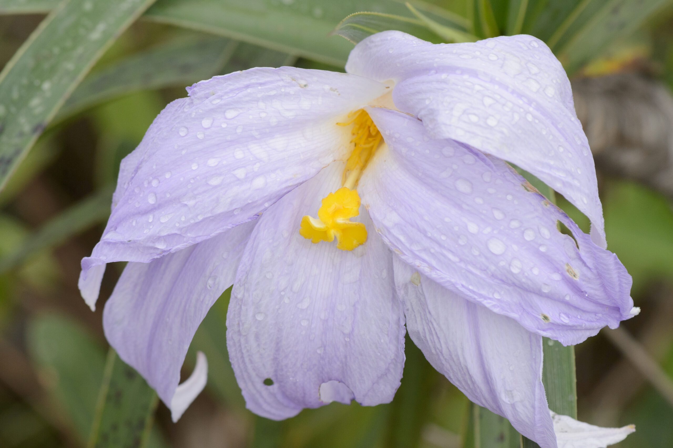 Vellozia glauca