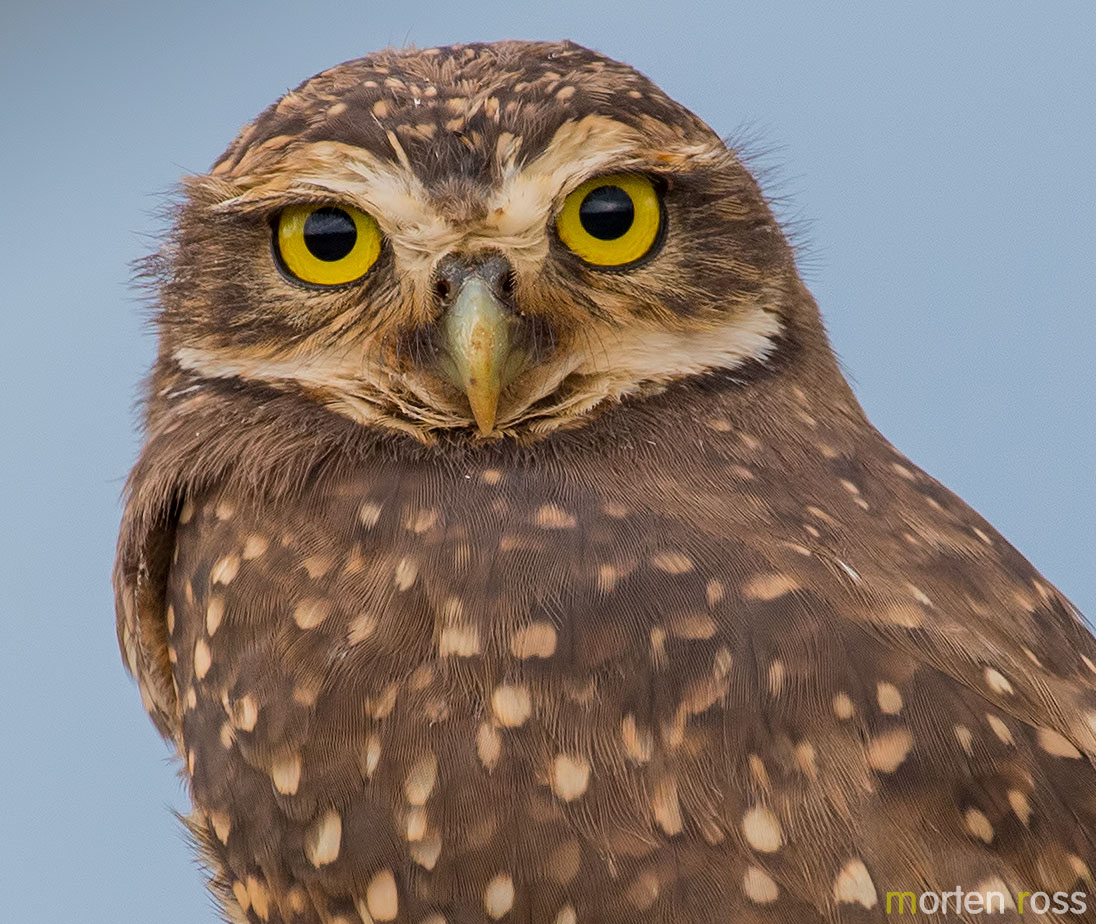 Burrowing Owl (Athene cunicularia)
