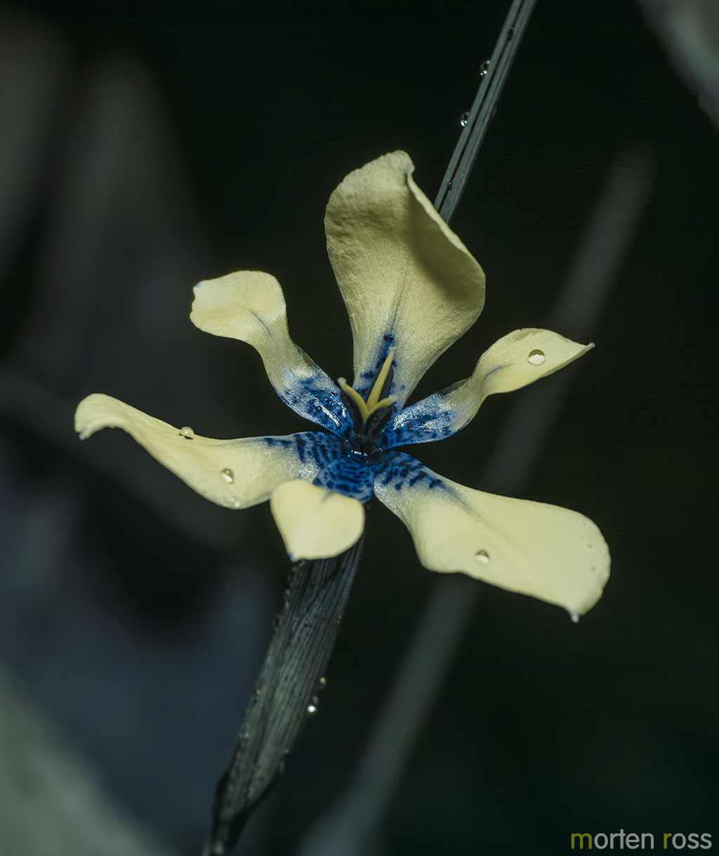 Trimezia lutea UV