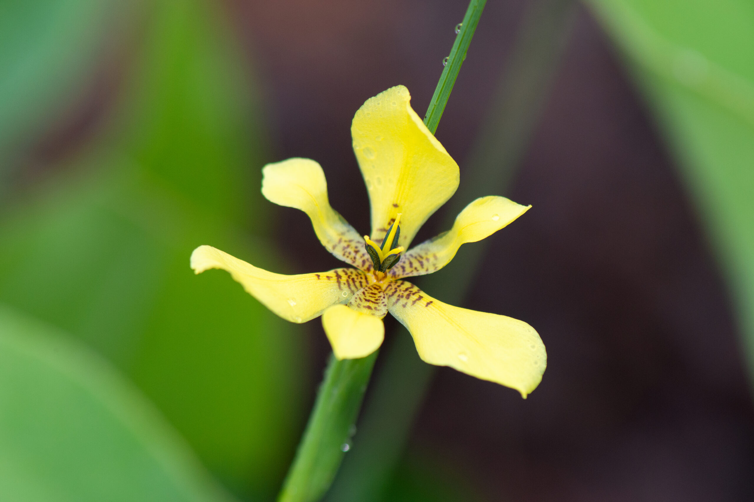 Trimezia lutea