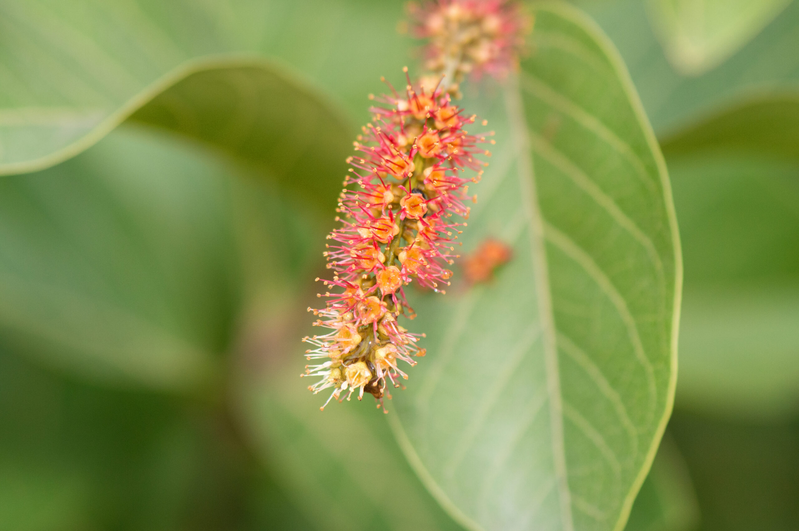 Combretum mellifluum