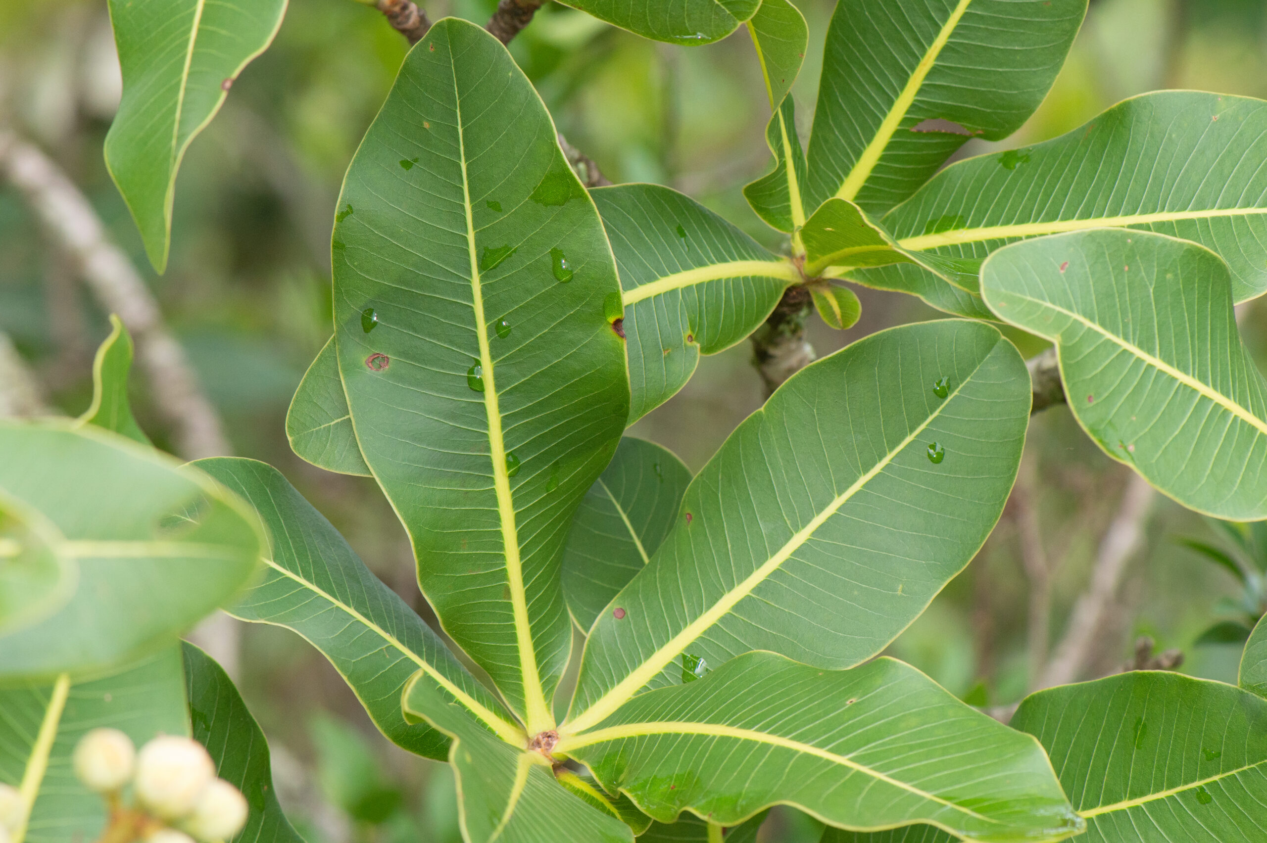 Kielmeyera coriacea