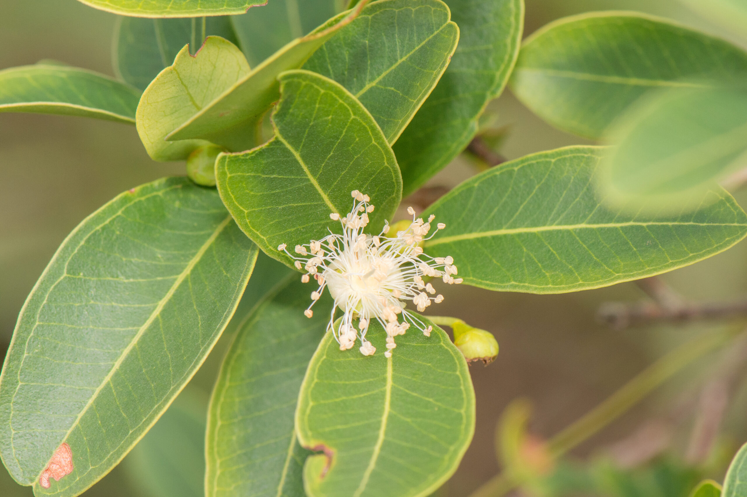 Eugenia punicifolia