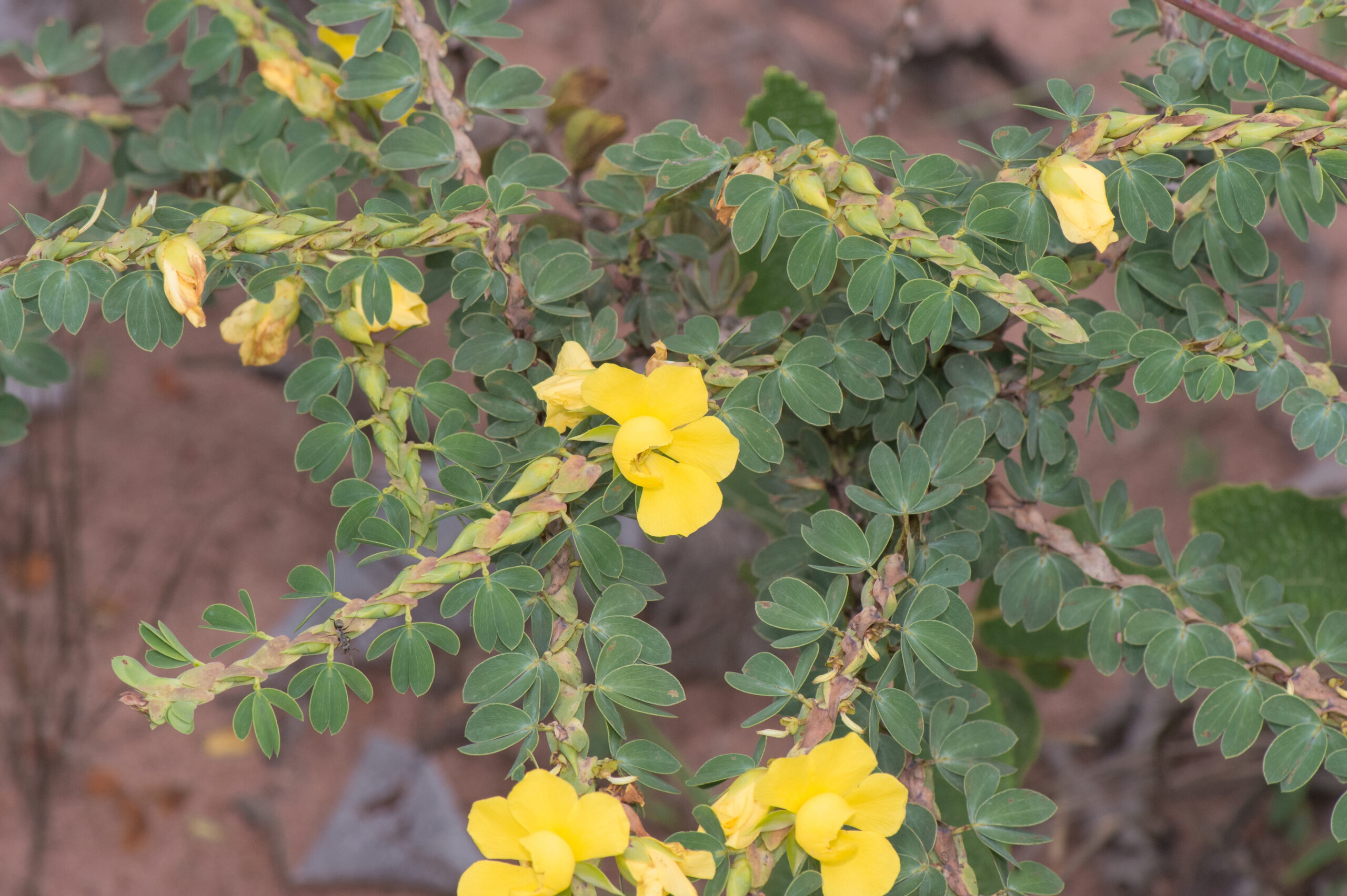 Chamaecrista desvauxii