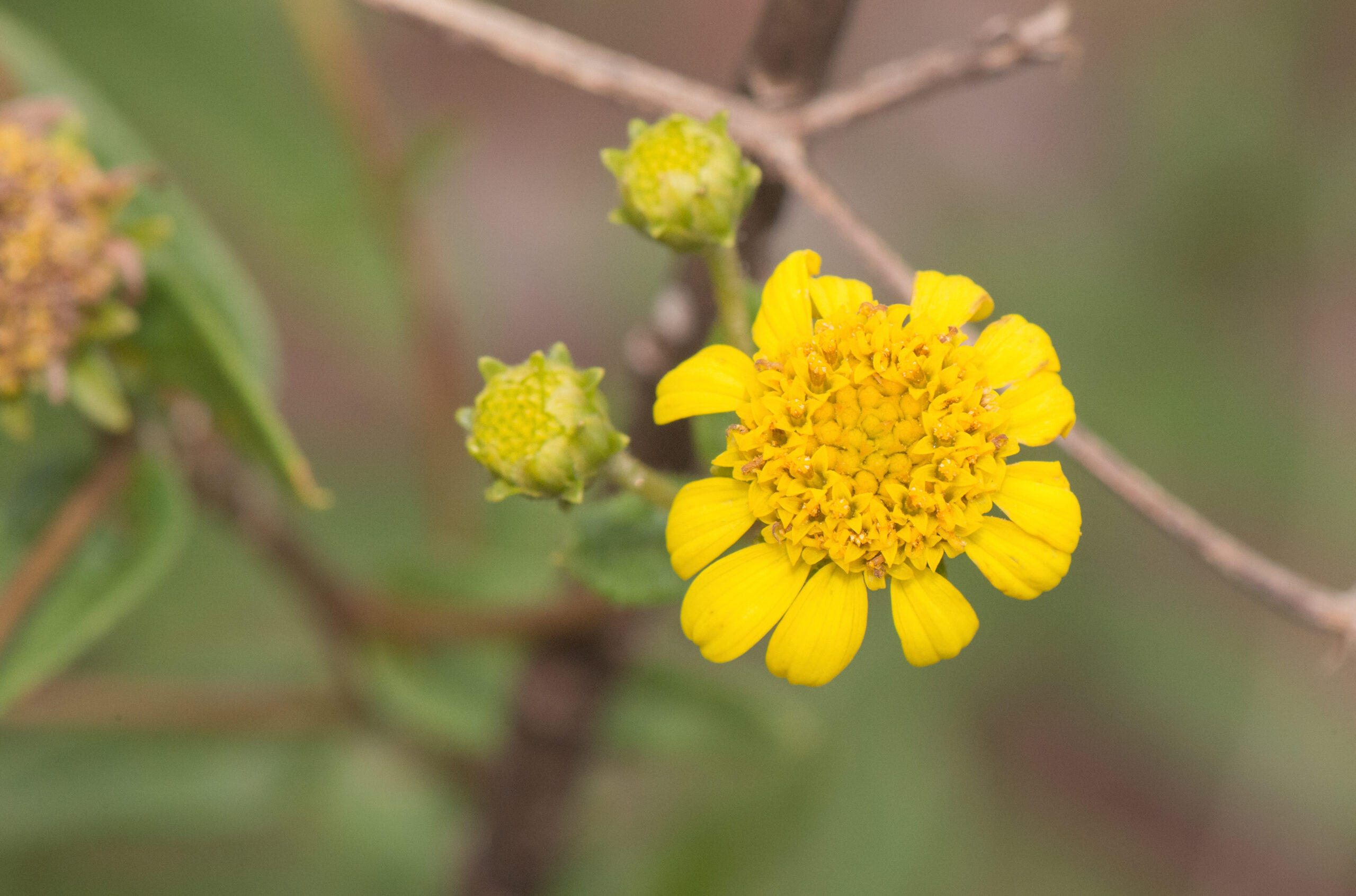 Aldama robusta