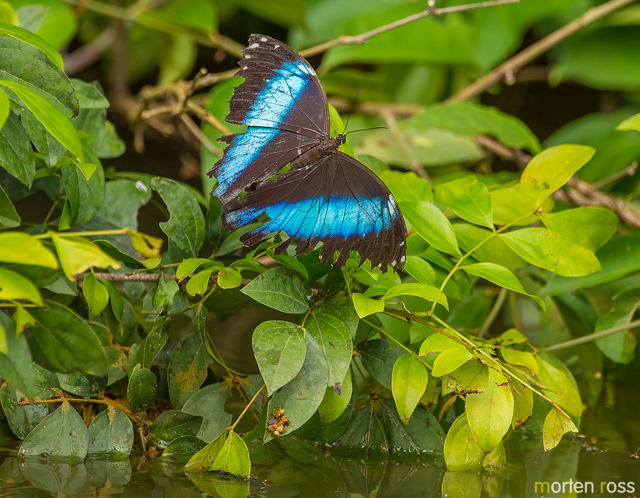 Blue-banded Morpho (Morpho achilles)