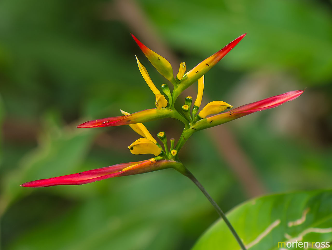 Heliconia hirsuta