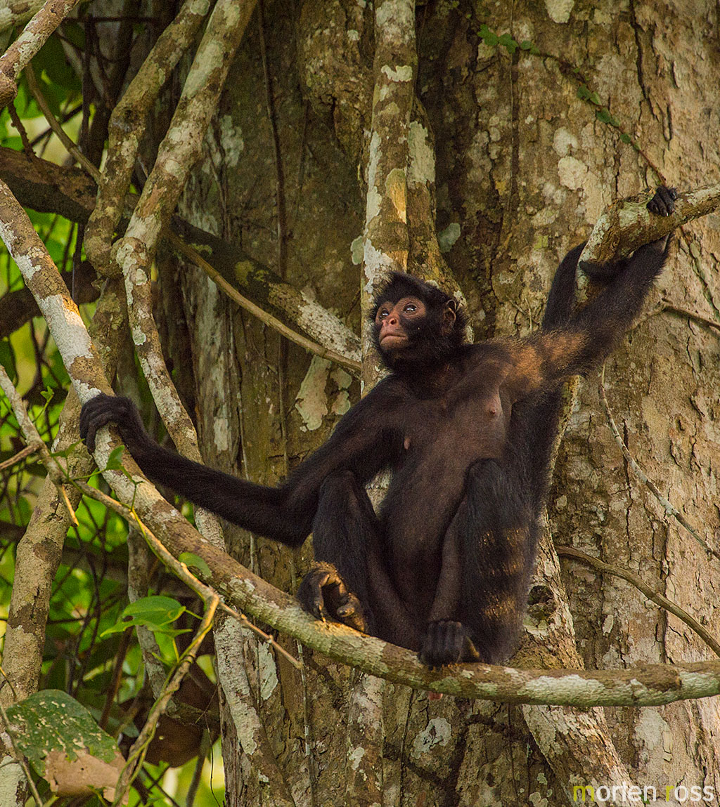 Spider monkey (Ateles sp)
