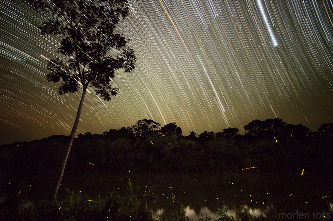 Fireflies of Made de Dios