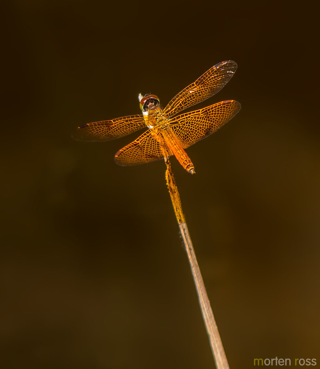 Amberwings (Genus Perithemis)