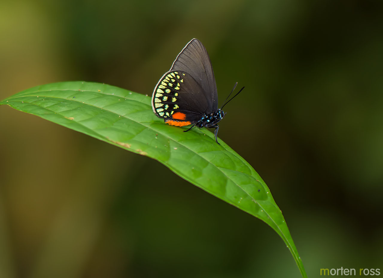 Eumaeus minyas