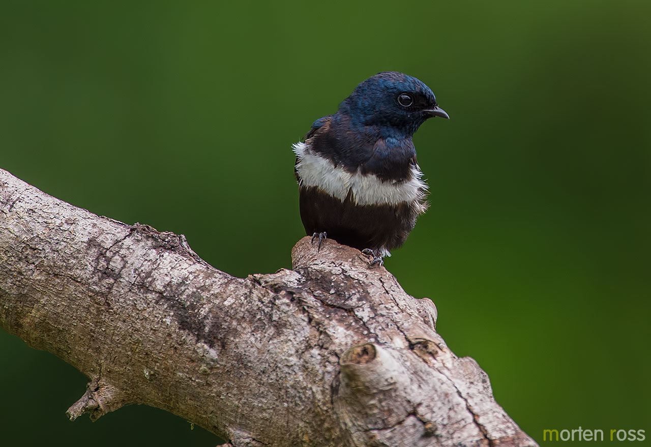 White-banded Swallow (Atticora fasciata)