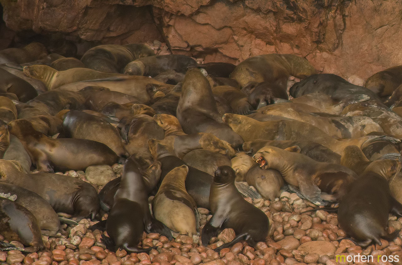 South American Sea Lion (Otaria flavescens)