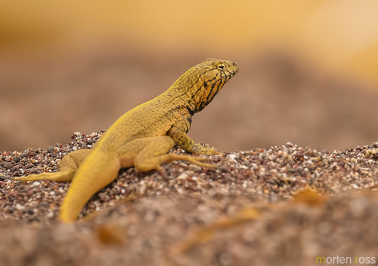 Peru Pacific Iguana (Microlophus peruvianus)