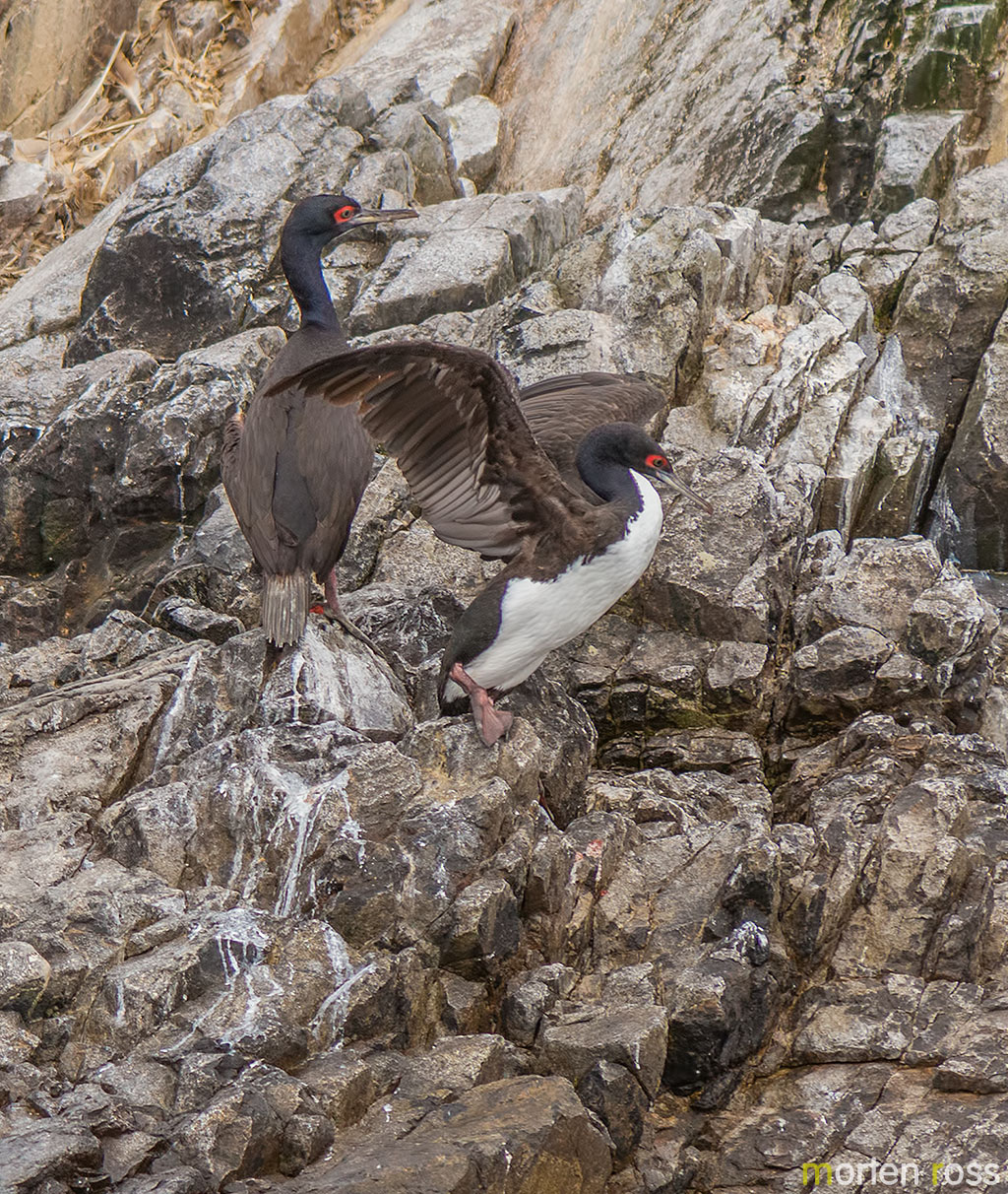 Guanay Cormorant (Phalacrocorax bougainvilliorum)