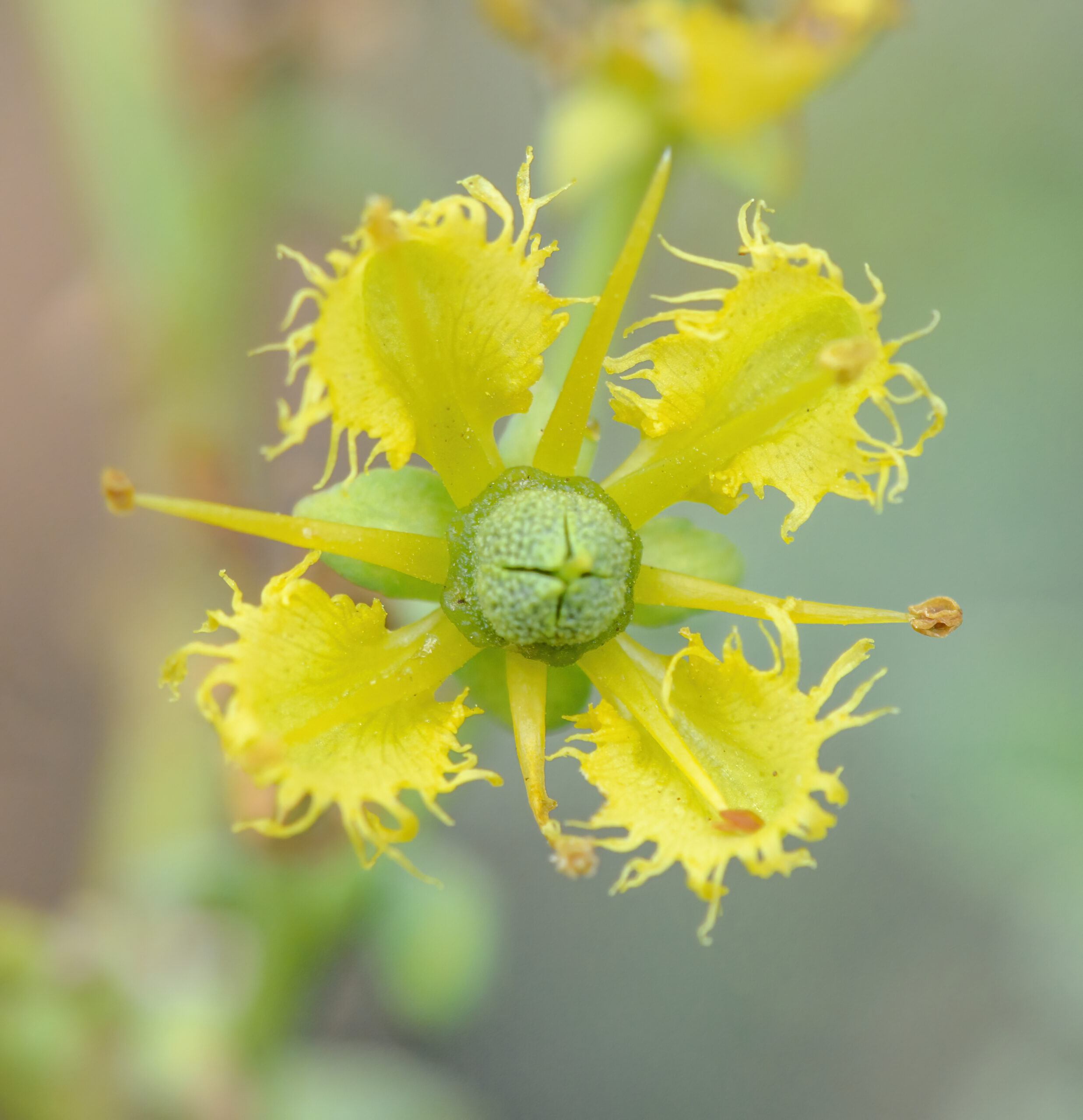Fringed Rue (Ruta chalepensis)