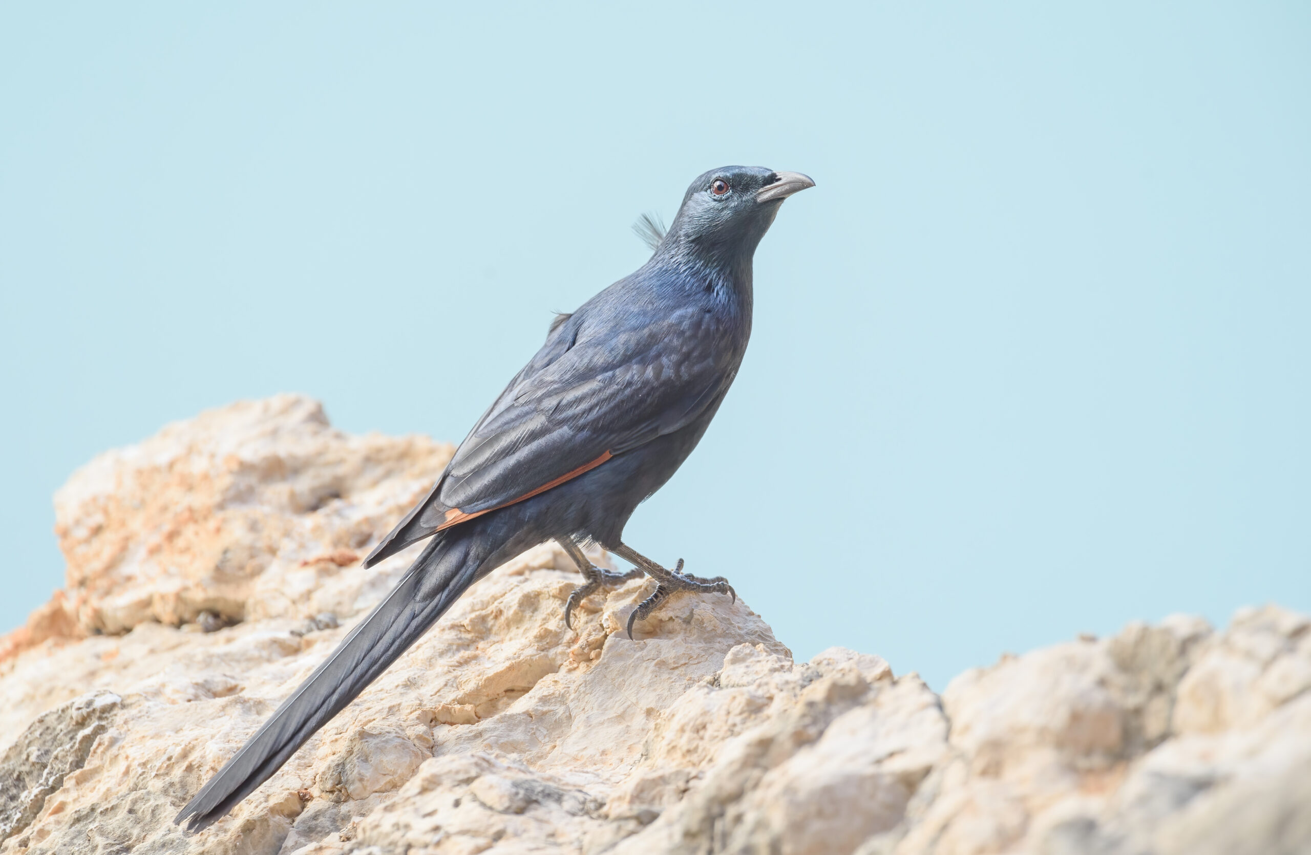 Somali starling (Onychognathus blythii)
