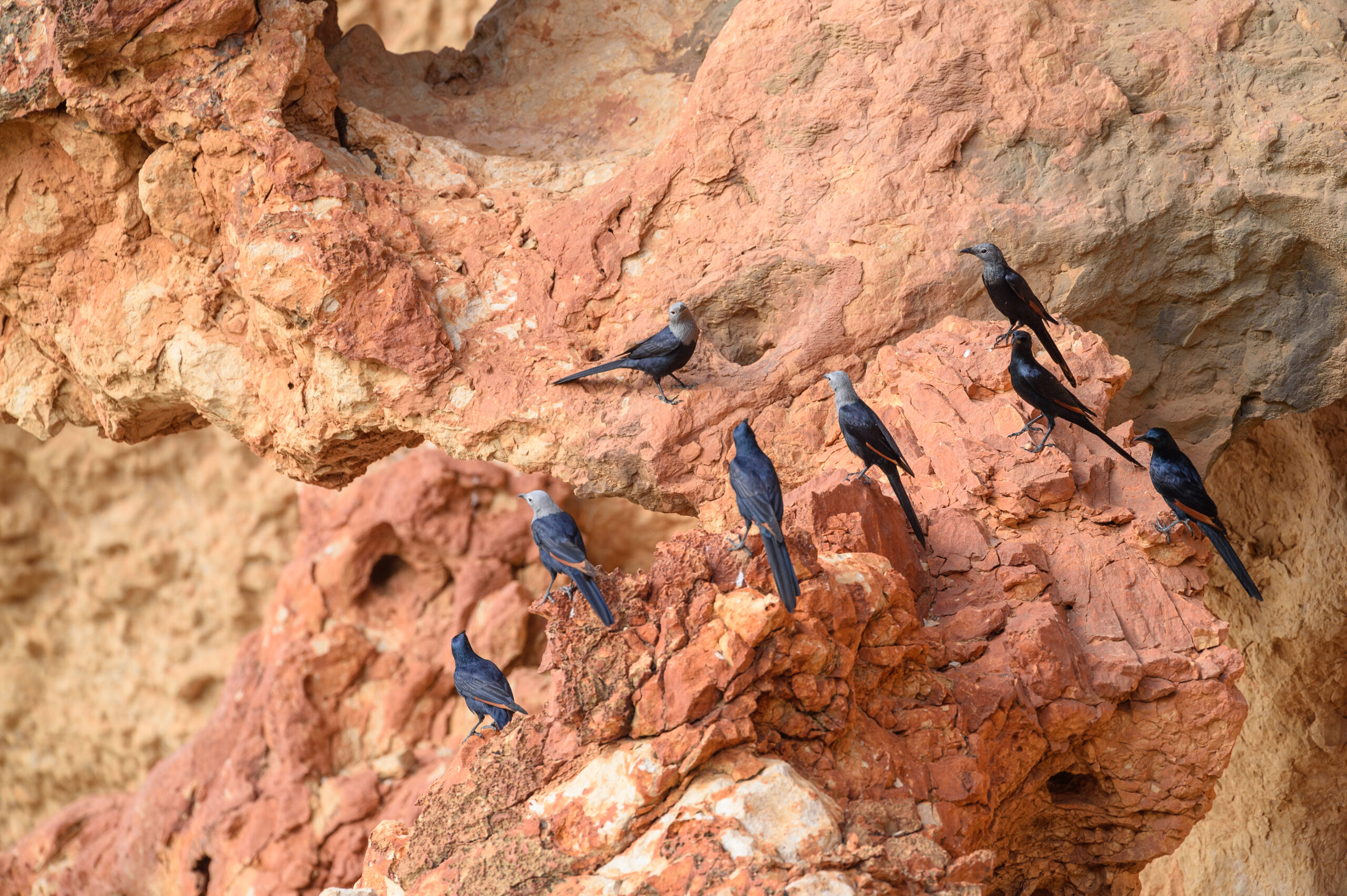 Somali starling (Onychognathus blythii)