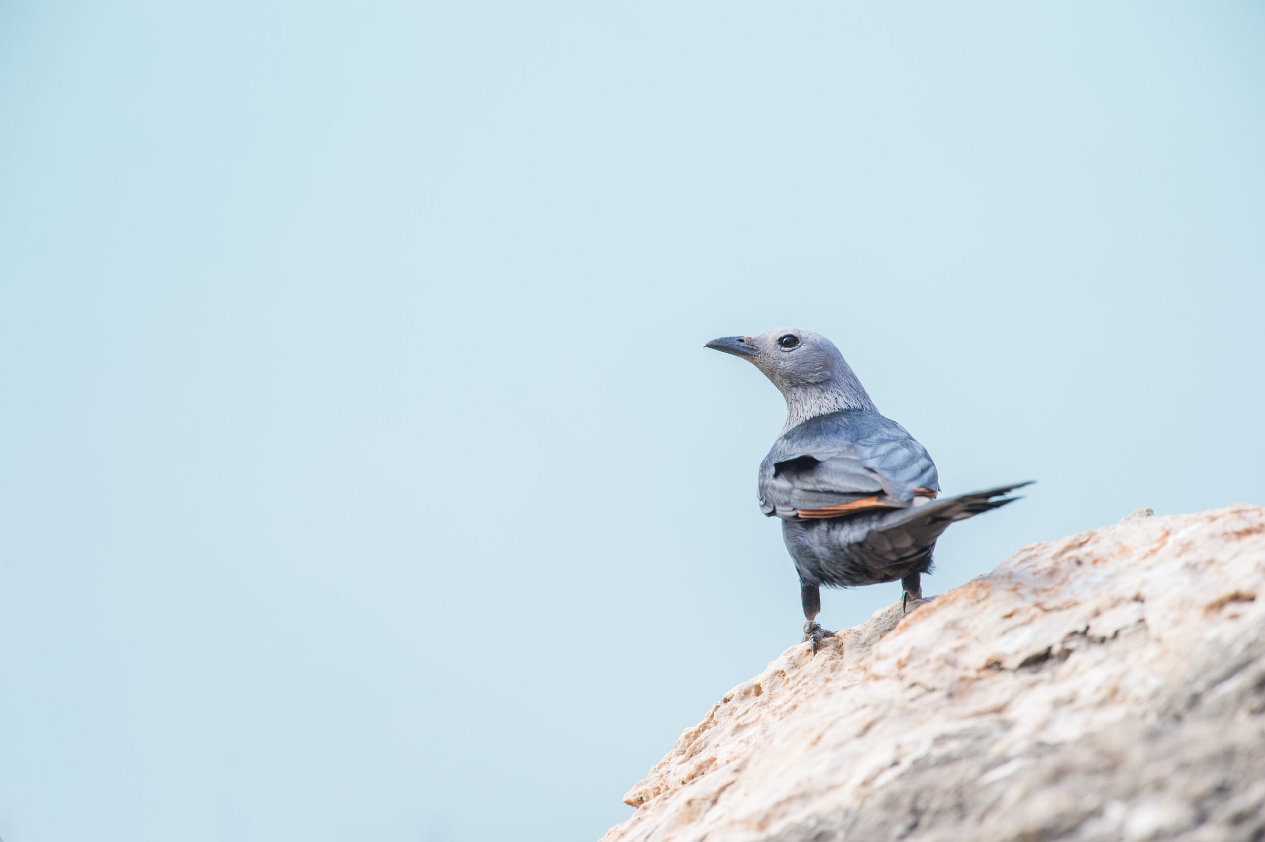 Somali starling (Onychognathus blythii)