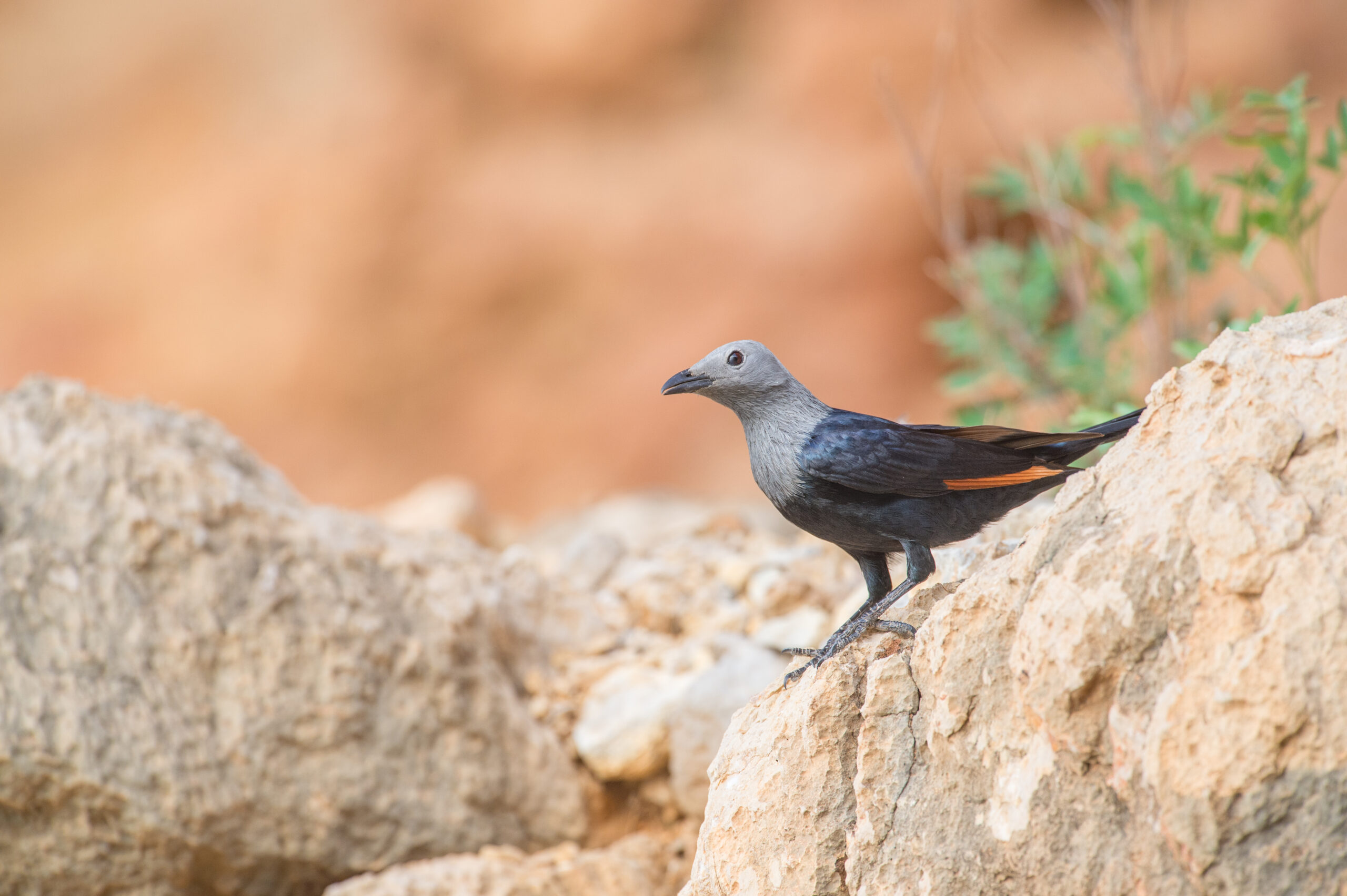 Somali starling (Onychognathus blythii)