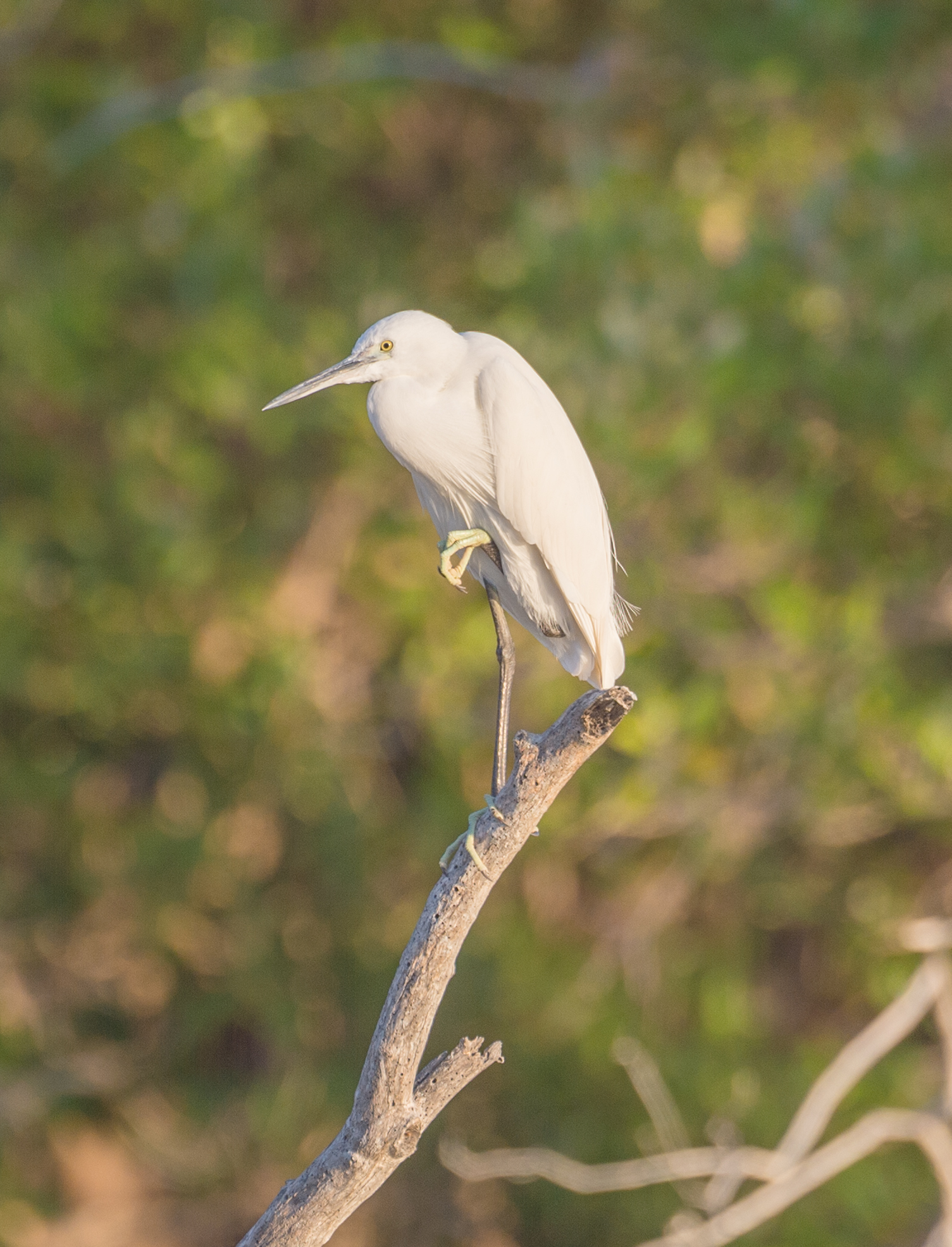 Little egret (Egretta garzetta)