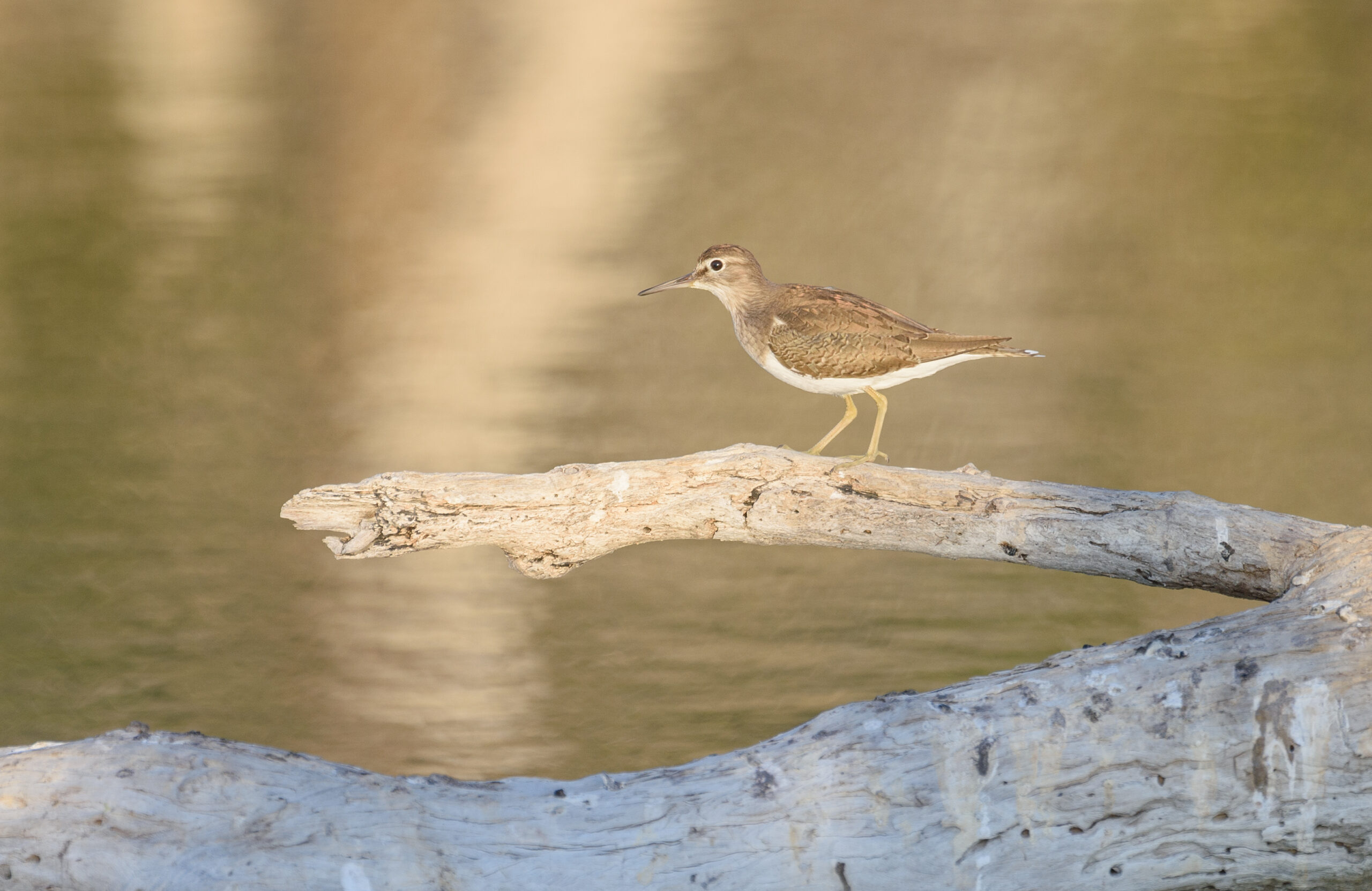 Common Sandpiper (Actitis hypoleucos)