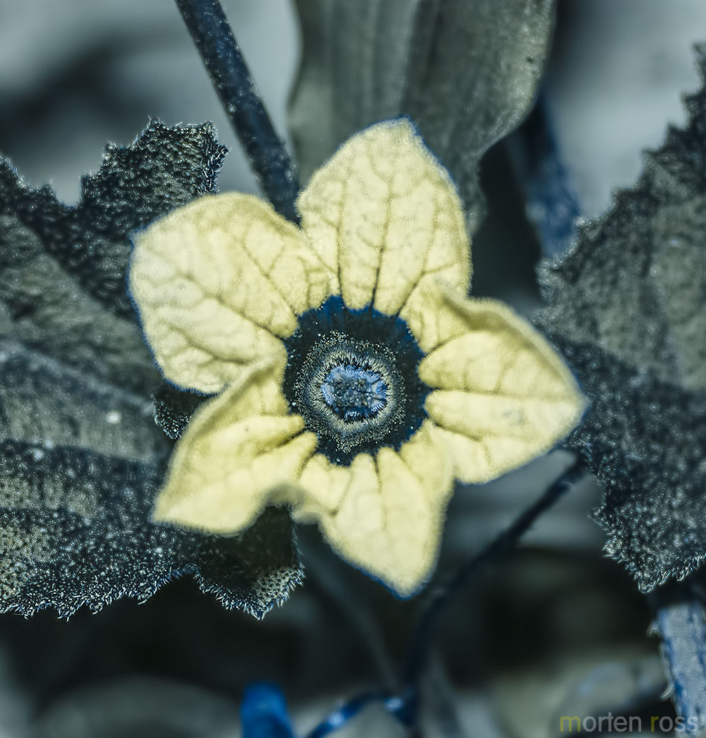 Cucumis prophetarum 2 UV