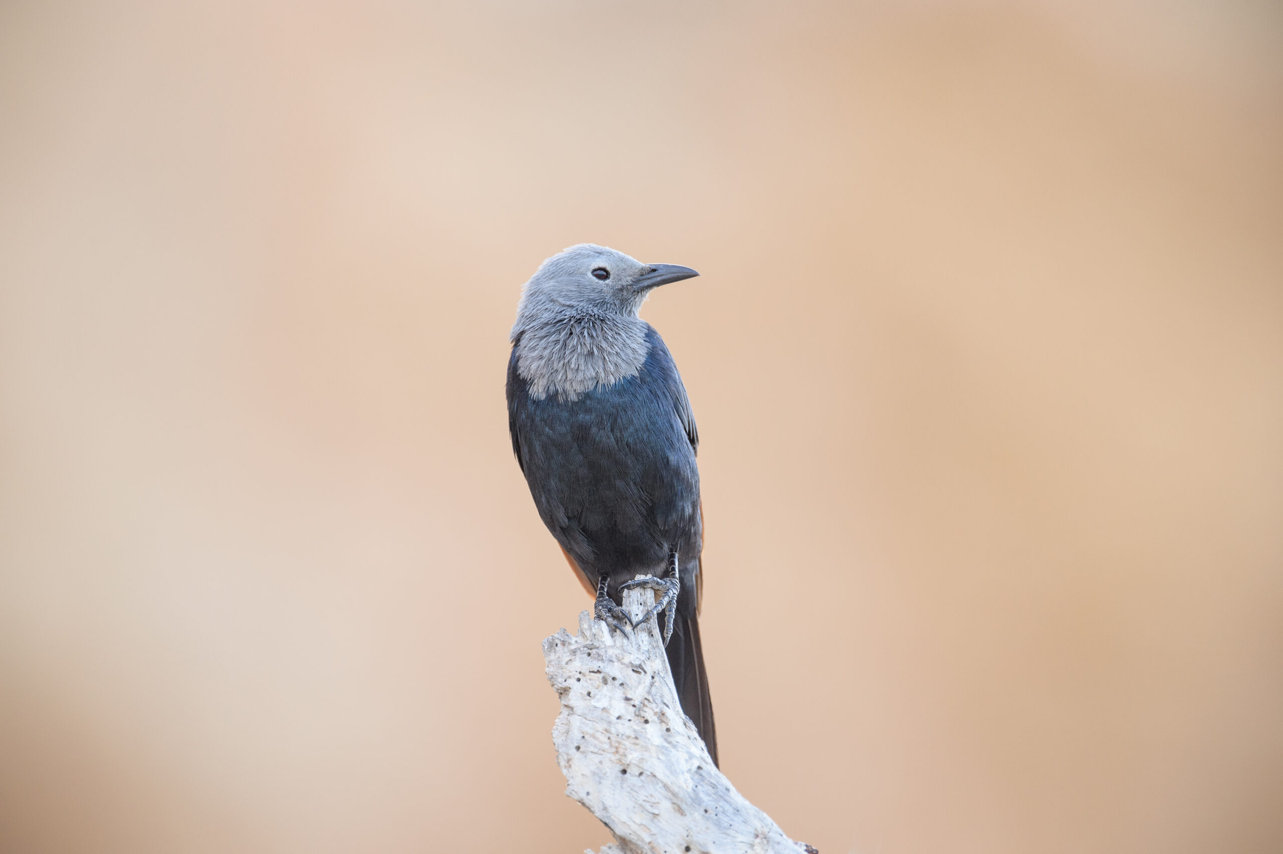 Somali starling (Onychognathus blythii)