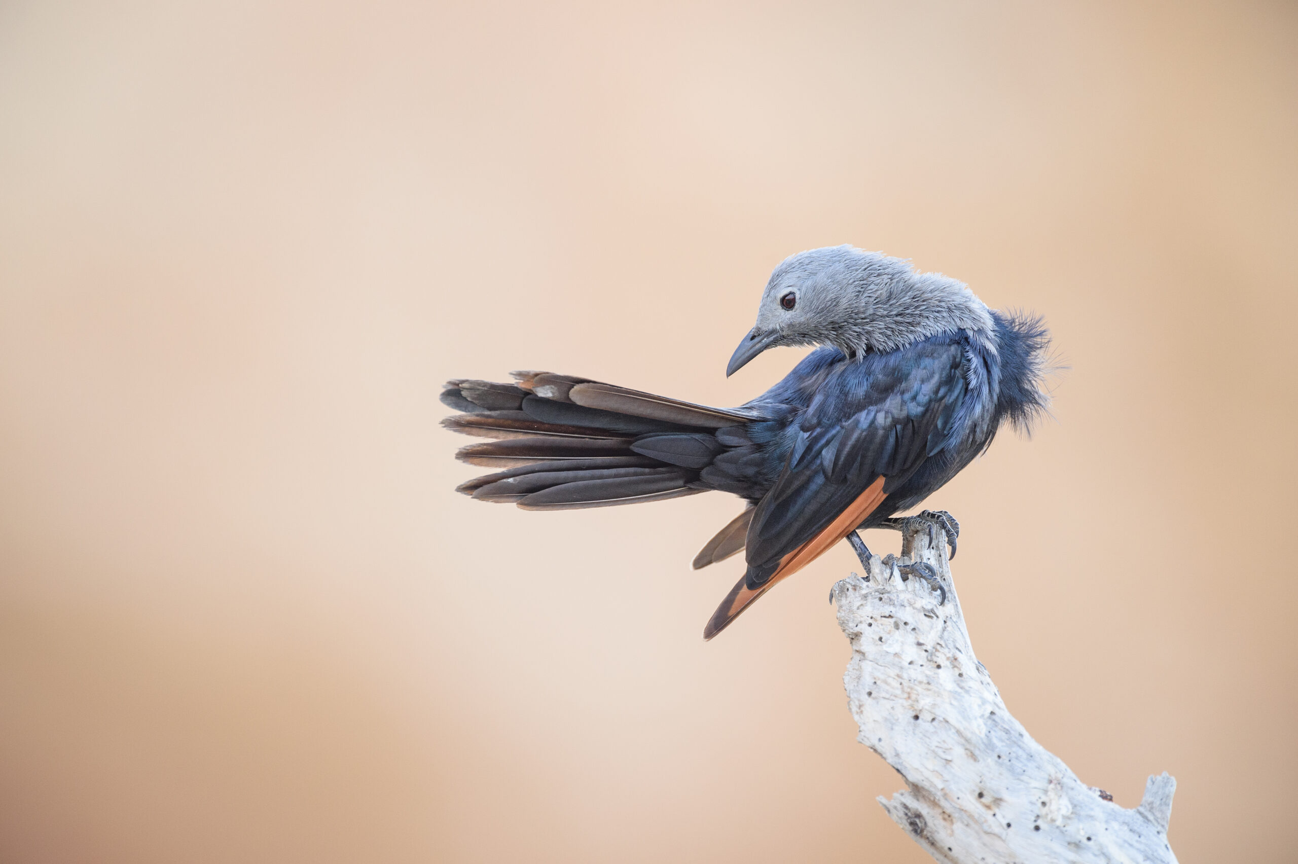 Somali starling (Onychognathus blythii)