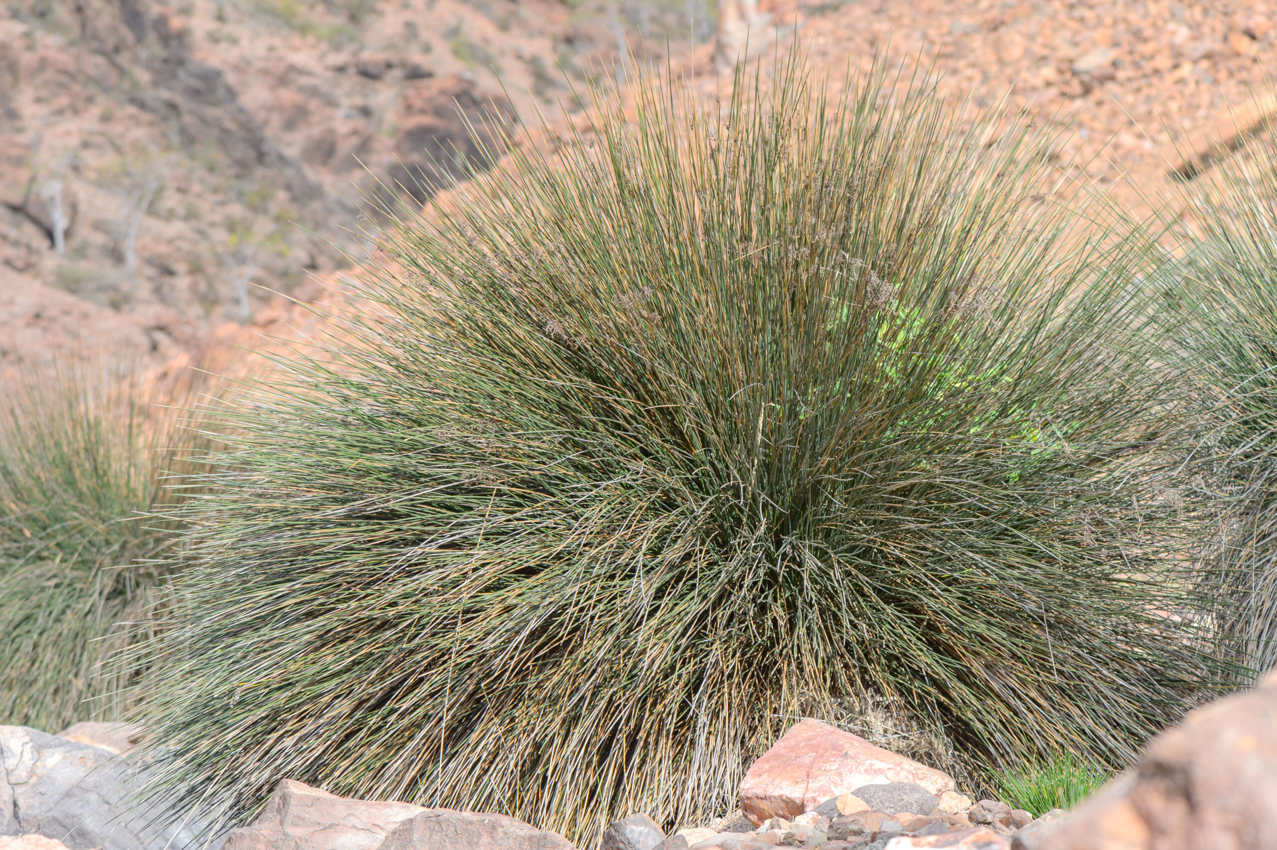 Juncus socotranus
