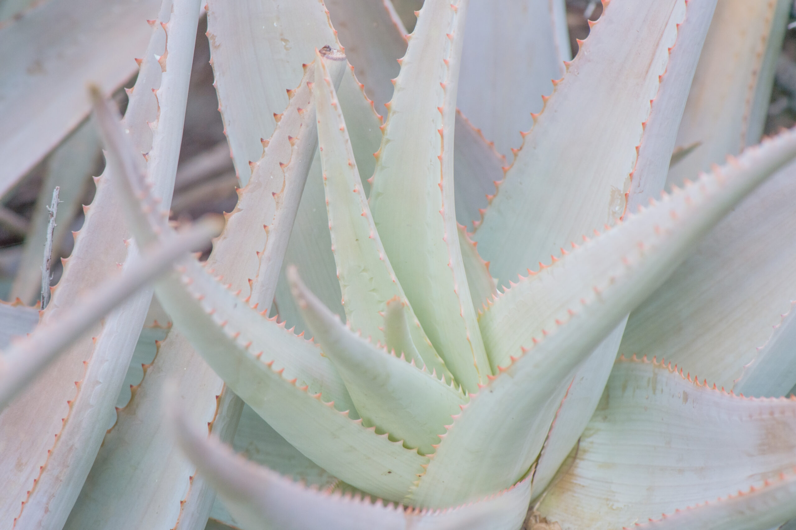 Aloe perryi