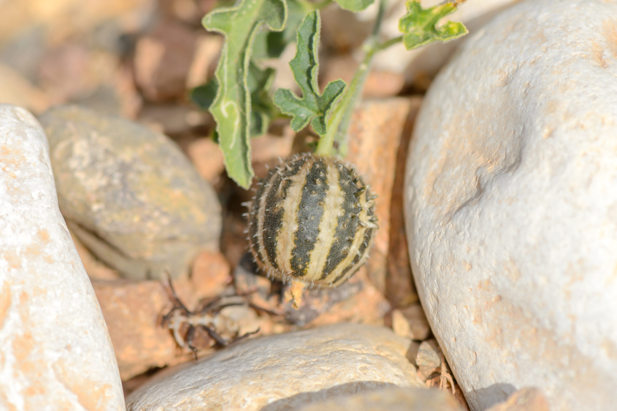 Cucumis prophetarum