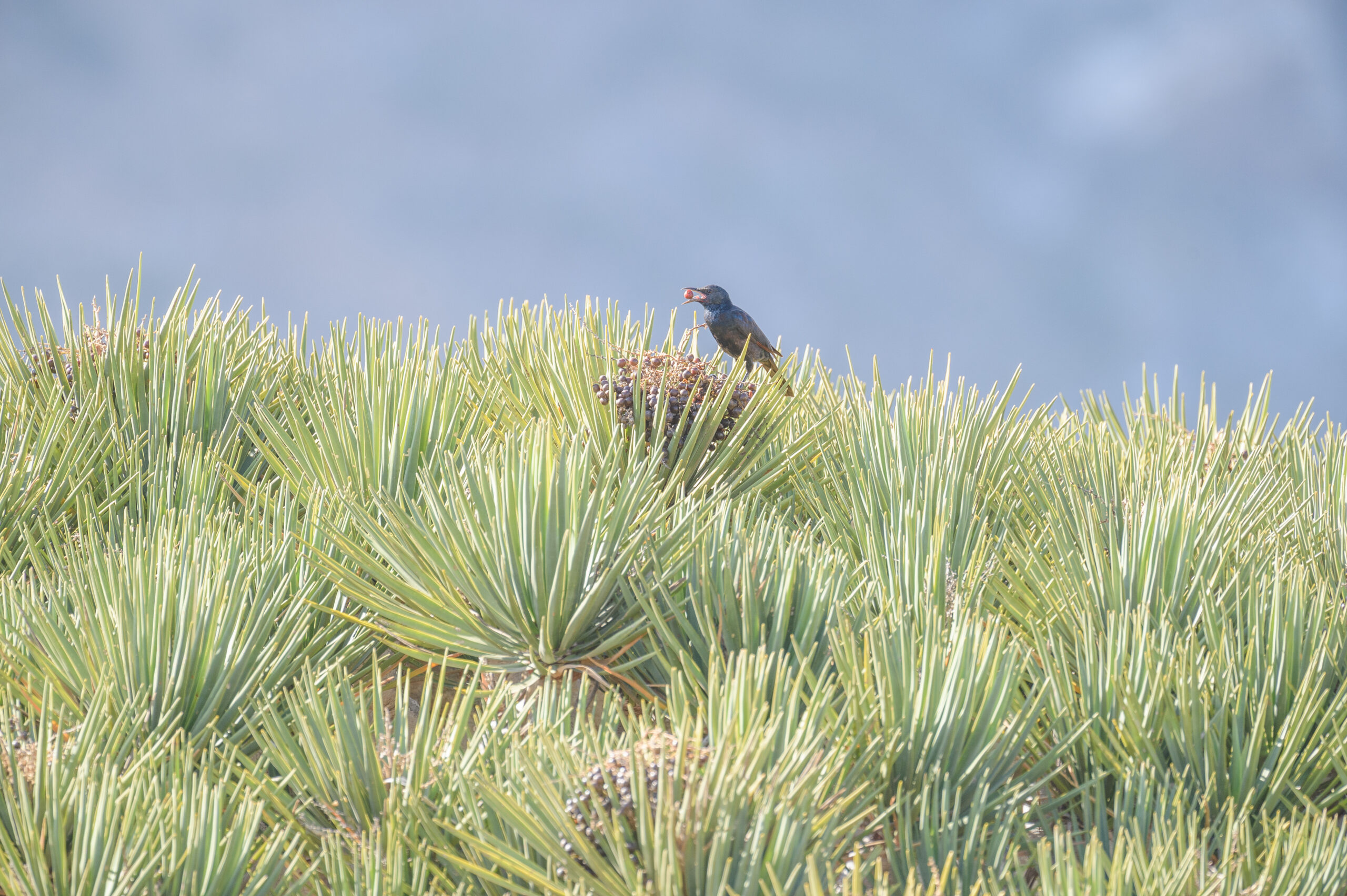 Socotra starling (Onychognathus frater)