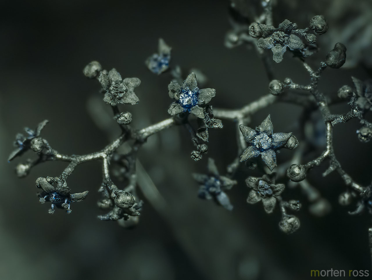 Searsia thyrsiflora UV