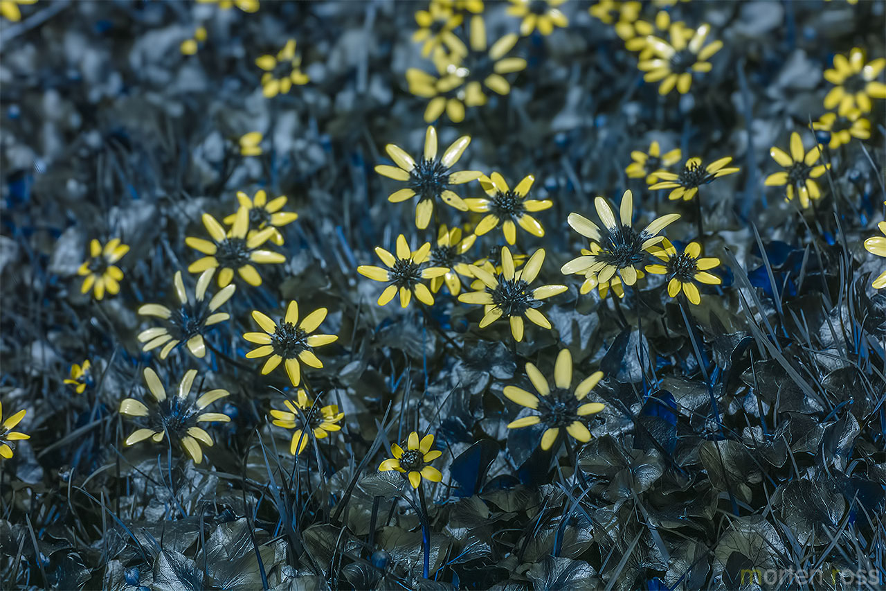 Vårkål (Ranunculus ficaria) UV